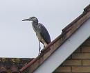 Click image for larger version. 

Name:	Heron on S and J's roof 4.JPG 
Views:	251 
Size:	37.3 KB 
ID:	15472