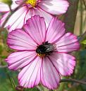 Click image for larger version. 

Name:	Red tailed Bee 1.JPG 
Views:	200 
Size:	65.8 KB 
ID:	15473