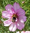Click image for larger version. 

Name:	White tailed Bee 1.JPG 
Views:	183 
Size:	79.5 KB 
ID:	15476