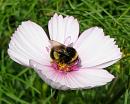 Click image for larger version. 

Name:	White tailed Bee 3.JPG 
Views:	192 
Size:	57.5 KB 
ID:	15478