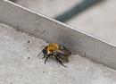 Click image for larger version. 

Name:	SH6178 -1007 27-Bumblebee-Bombus_pascuorum.jpg 
Views:	197 
Size:	316.1 KB 
ID:	15493