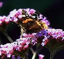 Click image for larger version. 

Name:	Red Admiral 1.JPG 
Views:	260 
Size:	614.9 KB 
ID:	15523