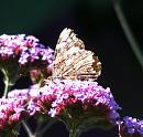 Click image for larger version. 

Name:	Red Admiral 2.JPG 
Views:	279 
Size:	631.5 KB 
ID:	15524