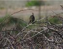 Click image for larger version. 

Name:	meadow pipit.jpg 
Views:	206 
Size:	243.7 KB 
ID:	1558