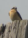 Click image for larger version. 

Name:	wheatear2 - 72dpi.jpg 
Views:	200 
Size:	93.0 KB 
ID:	1559