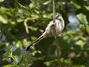 Click image for larger version. 

Name:	SH0691 -1009 01-Long-tailed Tit-Aegithalos_caudatus.jpg 
Views:	177 
Size:	335.6 KB 
ID:	15690