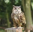 Click image for larger version. 

Name:	european_eagle_owl_P8286377.jpg 
Views:	39402 
Size:	212.1 KB 
ID:	15698