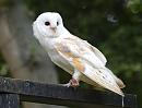 Click image for larger version. 

Name:	barn_owl_P8286362.jpg 
Views:	894 
Size:	192.7 KB 
ID:	15701