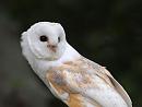 Click image for larger version. 

Name:	barn_owl_P8286360.jpg 
Views:	626 
Size:	155.5 KB 
ID:	15702