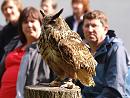 Click image for larger version. 

Name:	european_eagle_owl_P8286398.jpg 
Views:	579 
Size:	274.2 KB 
ID:	15710