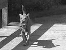 Click image for larger version. 

Name:	SH0910 -1009 02-Irish Terrier.jpg 
Views:	419 
Size:	317.4 KB 
ID:	15725