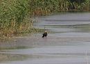 Click image for larger version. 

Name:	marsh_harrier_male_P8296855-2.jpg 
Views:	345 
Size:	152.9 KB 
ID:	15735