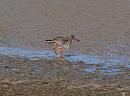 Click image for larger version. 

Name:	redshank_P8296706.jpg 
Views:	346 
Size:	299.1 KB 
ID:	15736