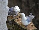 Click image for larger version. 

Name:	fulmars_P8275932.jpg 
Views:	381 
Size:	117.6 KB 
ID:	15784