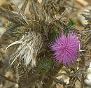 Click image for larger version. 

Name:	Spear Thistle heads.JPG 
Views:	248 
Size:	332.7 KB 
ID:	15787