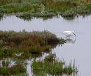 Click image for larger version. 

Name:	Greenshank 2 (With Egret)b.JPG 
Views:	224 
Size:	433.2 KB 
ID:	15795