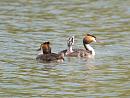 Click image for larger version. 

Name:	crestedgrebe_filtered.jpg 
Views:	337 
Size:	257.3 KB 
ID:	1580