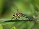 Click image for larger version. 

Name:	migrant_hawker_P9047257.jpg 
Views:	207 
Size:	150.0 KB 
ID:	15801