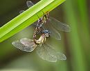 Click image for larger version. 

Name:	Migrant_hawkers_P9047084.jpg 
Views:	199 
Size:	146.5 KB 
ID:	15802