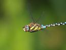 Click image for larger version. 

Name:	migrant_hawker_P9047249.jpg 
Views:	193 
Size:	115.3 KB 
ID:	15803