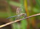 Click image for larger version. 

Name:	migrant_hawker_P9047177.jpg 
Views:	190 
Size:	116.2 KB 
ID:	15804