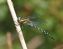 Click image for larger version. 

Name:	migrant_hawker_P9047170.jpg 
Views:	204 
Size:	122.4 KB 
ID:	15806
