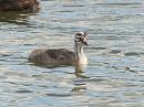 Click image for larger version. 

Name:	younggrebe1.jpg 
Views:	319 
Size:	304.7 KB 
ID:	1582