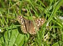 Click image for larger version. 

Name:	speckled_wood_P9127491.jpg 
Views:	255 
Size:	198.9 KB 
ID:	15894