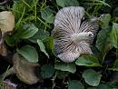 Click image for larger version. 

Name:	SH1668 -1009 12-mushroom fungus.jpg 
Views:	279 
Size:	278.9 KB 
ID:	15904
