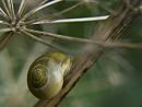 Click image for larger version. 

Name:	SH1738 -1009 12-yellow snail.jpg 
Views:	210 
Size:	290.8 KB 
ID:	15918