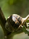Click image for larger version. 

Name:	SH1801 -1009 12-Large snail.jpg 
Views:	205 
Size:	282.8 KB 
ID:	15919