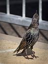 Click image for larger version. 

Name:	SH2888-1009 25-Starling.jpg 
Views:	183 
Size:	324.8 KB 
ID:	15981