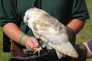 Click image for larger version. 

Name:	Hawk Trust Aug 09 082.JPG 
Views:	277 
Size:	157.1 KB 
ID:	16029