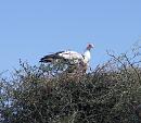 Click image for larger version. 

Name:	Secretary Birds 1.JPG 
Views:	281 
Size:	249.3 KB 
ID:	16068