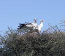 Click image for larger version. 

Name:	Secretary Birds 2.JPG 
Views:	345 
Size:	235.3 KB 
ID:	16069