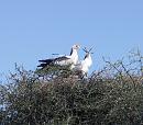 Click image for larger version. 

Name:	Secretary Birds 3.JPG 
Views:	305 
Size:	233.2 KB 
ID:	16070