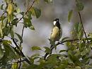 Click image for larger version. 

Name:	SH4601 -1010 27-Great Tit-Parus_major.jpg 
Views:	241 
Size:	441.6 KB 
ID:	16214