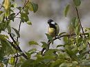 Click image for larger version. 

Name:	SH4603 -1010 27-Great Tit-Parus_major.jpg 
Views:	238 
Size:	439.9 KB 
ID:	16215