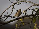Click image for larger version. 

Name:	SH4610 -1010 27-Female Chaffinch - Fringilla coelebs.jpg 
Views:	231 
Size:	328.0 KB 
ID:	16216