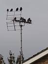 Click image for larger version. 

Name:	SH4686 -1010 27-the boys - Starlings.jpg 
Views:	254 
Size:	286.6 KB 
ID:	16219