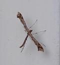 Click image for larger version. 

Name:	Curly wing moth.JPG 
Views:	205 
Size:	178.4 KB 
ID:	16222