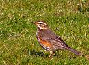 Click image for larger version. 

Name:	Redwing_Turdus_iliacus.jpg 
Views:	214 
Size:	294.2 KB 
ID:	16257
