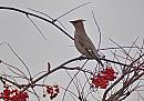 Click image for larger version. 

Name:	waxwing_PB098646.jpg 
Views:	266 
Size:	128.7 KB 
ID:	16284