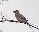 Click image for larger version. 

Name:	waxwing_PB098658.jpg 
Views:	256 
Size:	43.8 KB 
ID:	16285