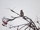 Click image for larger version. 

Name:	waxwing_PB098669.jpg 
Views:	256 
Size:	155.7 KB 
ID:	16286