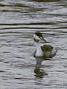 Click image for larger version. 

Name:	SH5289 -1011 10-Great Crested Grebe winter plumage-Podiceps_cristatus.jpg 
Views:	217 
Size:	326.9 KB 
ID:	16299
