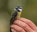 Click image for larger version. 

Name:	blue_tit_PB148890.jpg 
Views:	412 
Size:	85.9 KB 
ID:	16343