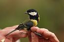 Click image for larger version. 

Name:	great_tit_PB148850.jpg 
Views:	377 
Size:	67.2 KB 
ID:	16344