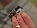 Click image for larger version. 

Name:	coal_tit_PB148812.jpg 
Views:	409 
Size:	51.0 KB 
ID:	16345