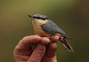 Click image for larger version. 

Name:	nuthatch_PB148924.jpg 
Views:	411 
Size:	103.2 KB 
ID:	16348